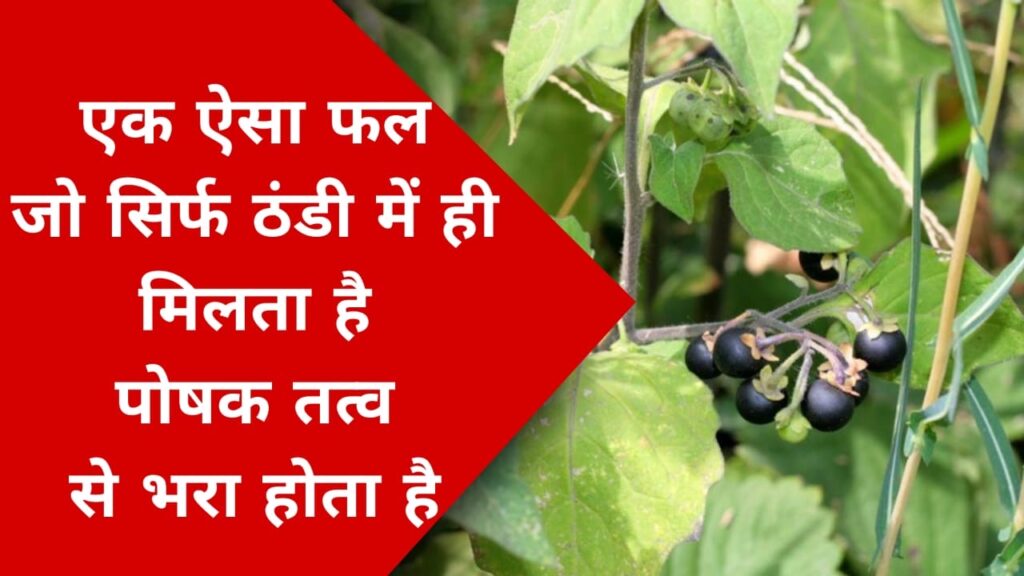 एक ऐसा फल जो सिर्फ ठंडी में ही मिलता है पोषक तत्व से भरा होता है