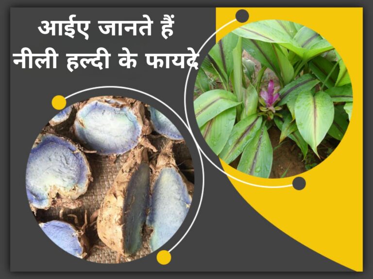 आईए जानते हैं नीली हल्दी के फायदे
